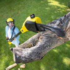Best Tree Removal  in Niles, OH