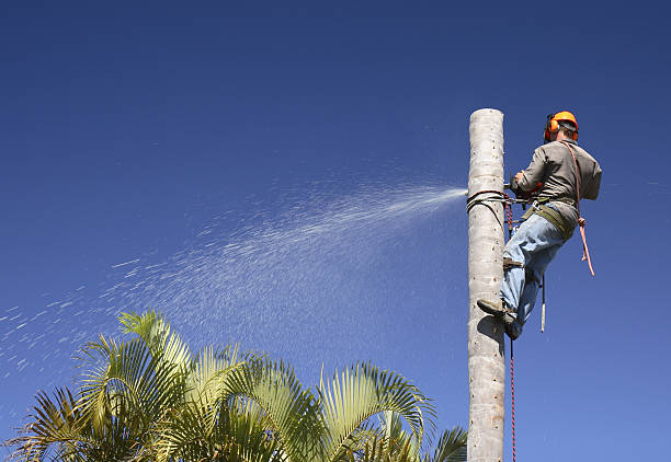 Professional Tree Care in Niles, OH