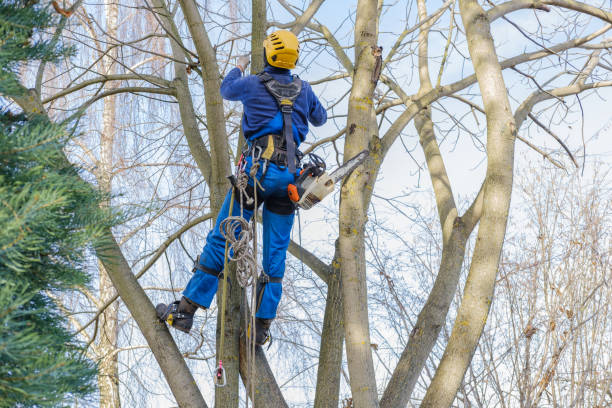 How Our Tree Care Process Works  in  Niles, OH